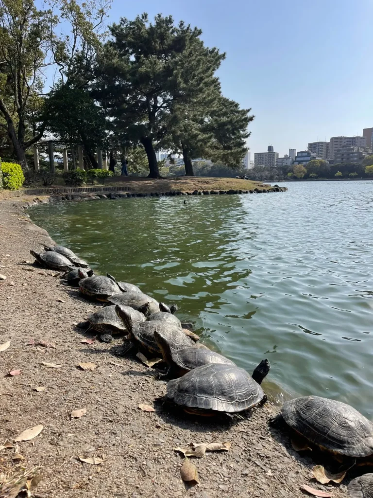 Ohori Park, Fukuoka, Japan - April 2025