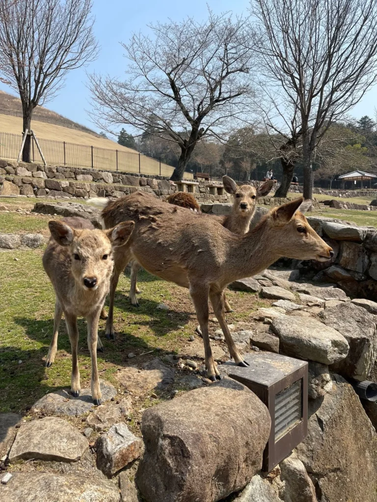 Nara Park, Nara, Japan - March 2025