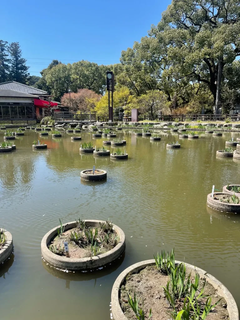 Iris Pond, Dazaifu, Japan - April 2025