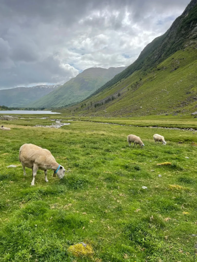 Anestolen, Skei, Norway - July 2025