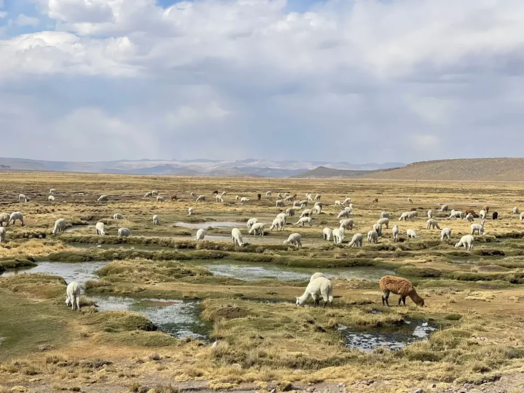 Reserva Nacional de Salinas y Aguada Blanca, Colca, Peru - September 2024