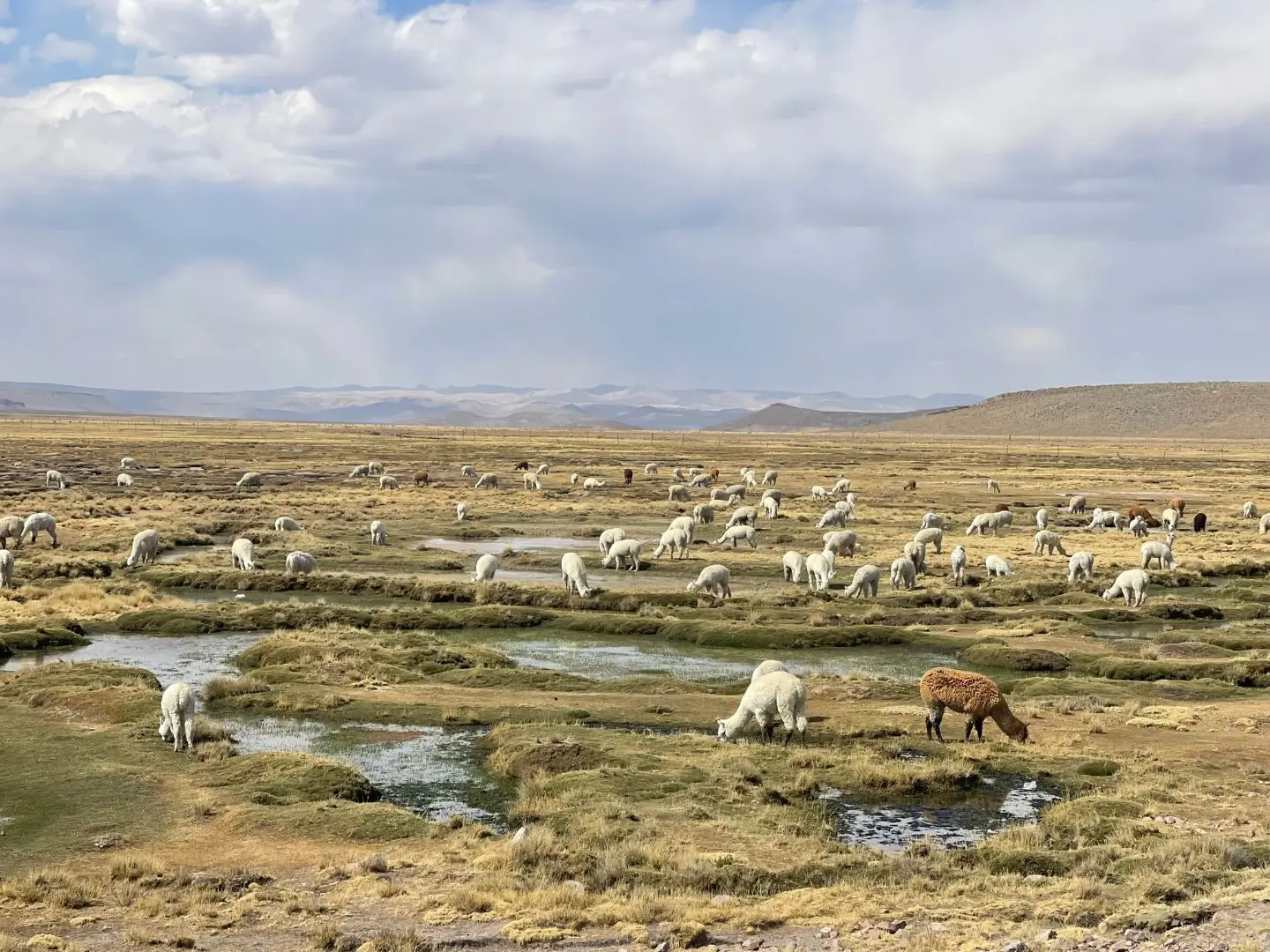Reserva Nacional de Salinas y Aguada Blanca, Colca, Peru - September 2024