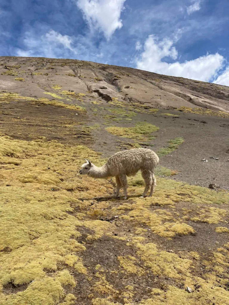Lama, Cusipata, Peru - September 2024