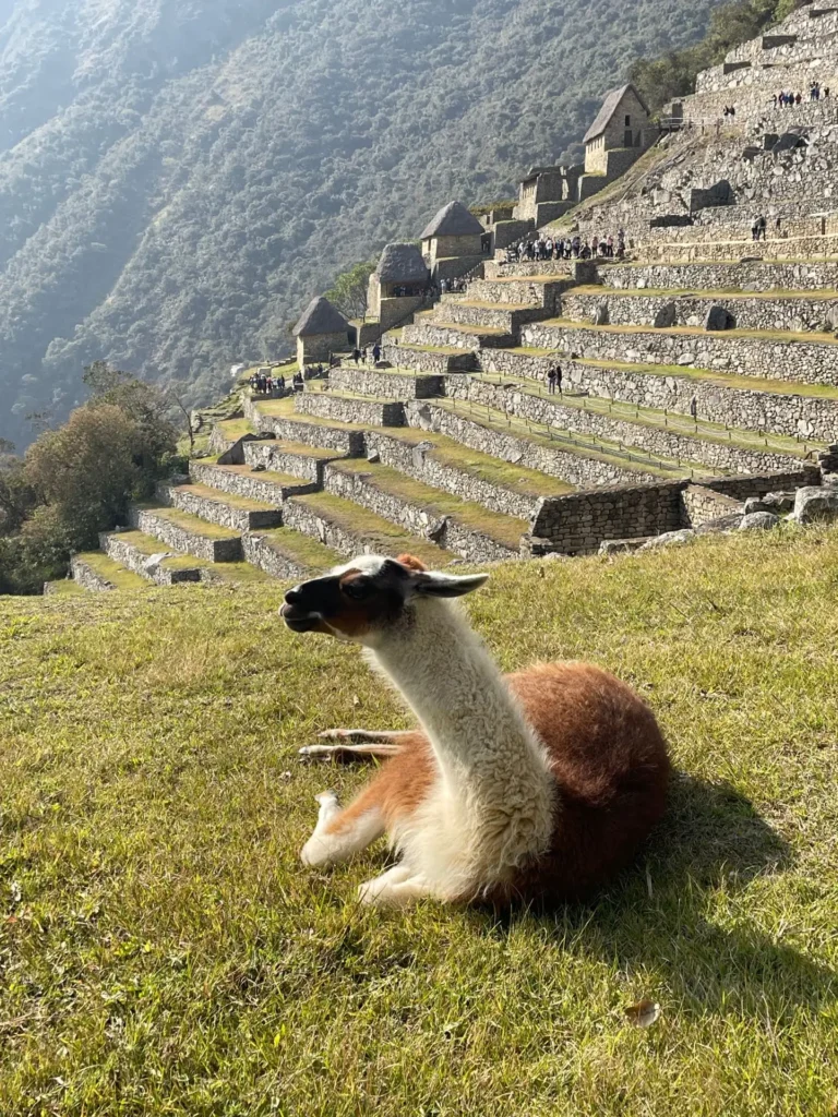 Lama, Machu Picchu, Peru - September 2024