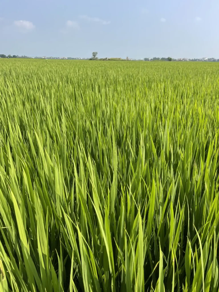 Rice Fields, Hoi An, Vietnam - March 2026