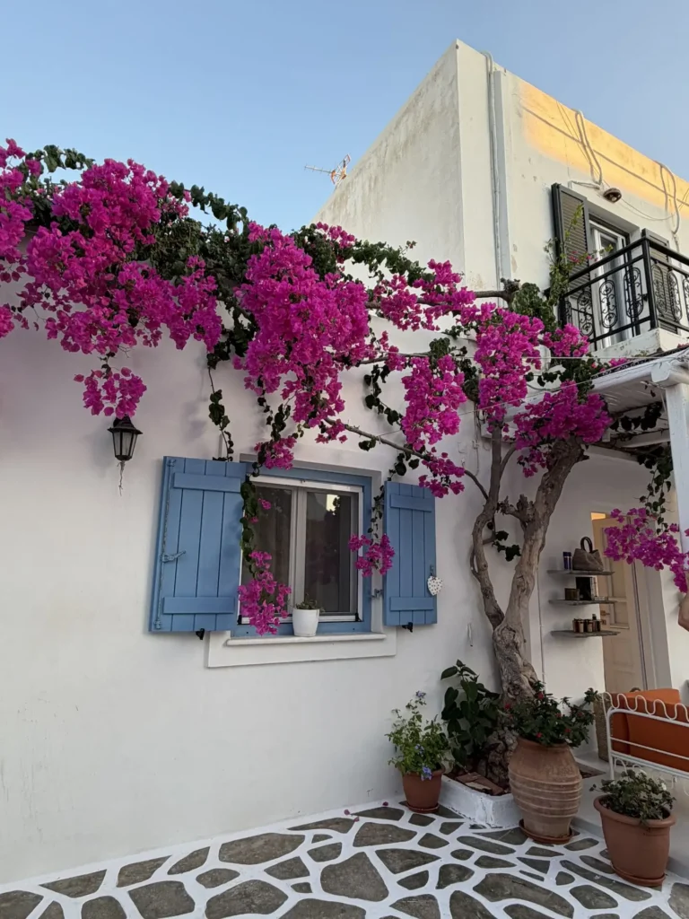 Flowers, Antiparos, Greece - July 2026